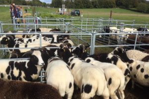 Sheepracing2017